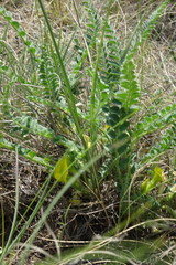 Astragalus buchtormensis