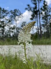 Stenanthium densum