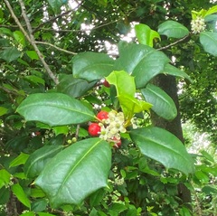 Ilex opaca