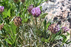 Trifolium parryi