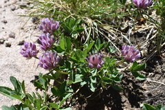 Trifolium parryi