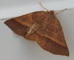 Metarranthis obfirmaria