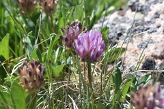 Trifolium parryi
