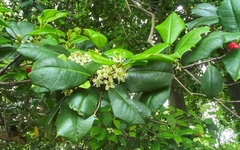 Ilex opaca