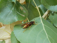 Polistes comanchus comanchus