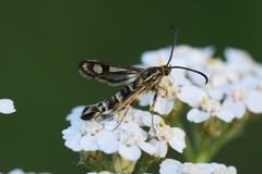 Chamaesphecia empiformis