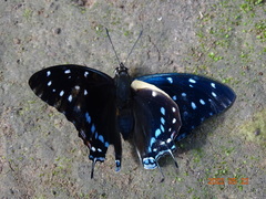 Charaxes etesipe