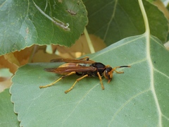 Polistes comanchus comanchus