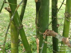 Bambusa bambos