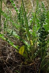 Astragalus buchtormensis