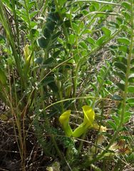 Astragalus buchtormensis