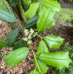 Ilex opaca