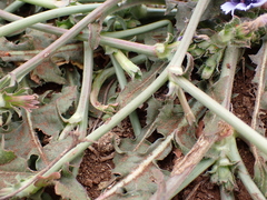 Cichorium pumilum image