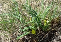 Astragalus buchtormensis