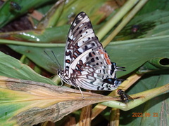 Charaxes etesipe