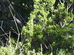 Rhamnus alaternus