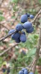 Forestiera reticulata