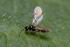 Aphidiini