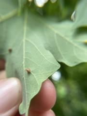 Dasineura communis