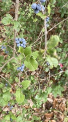 Forestiera reticulata