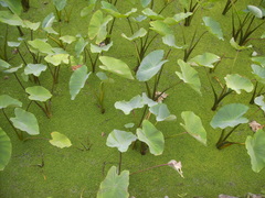 Azolla pinnata
