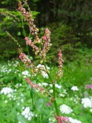 Rumex arifolius