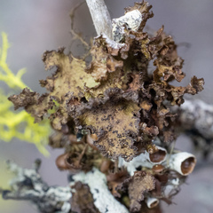 Tuckermanopsis platyphylla