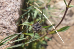 Penstemon whippleanus