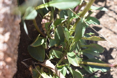 Penstemon whippleanus