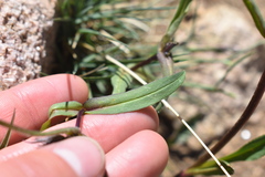 Penstemon whippleanus