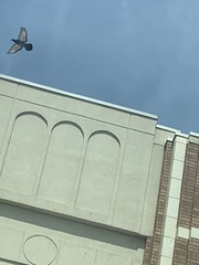 Columba livia domestica