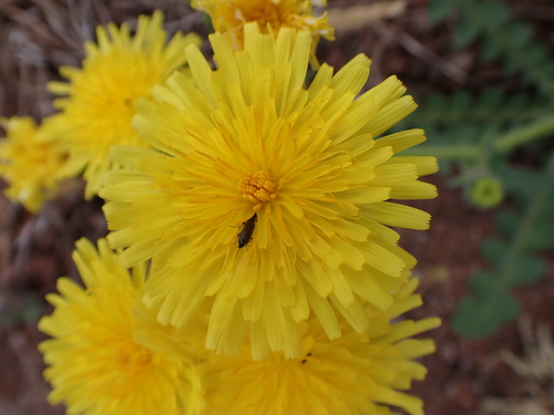 Sonchus radicatus image