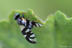 Sphaeniscus sexmaculatus