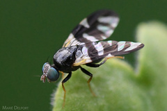Sphaeniscus sexmaculatus