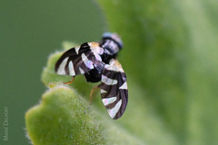 Sphaeniscus sexmaculatus