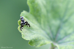 Sphaeniscus sexmaculatus
