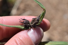 Penstemon whippleanus