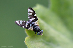 Sphaeniscus sexmaculatus