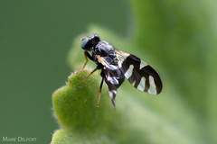 Sphaeniscus sexmaculatus