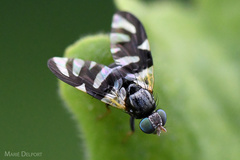 Sphaeniscus sexmaculatus