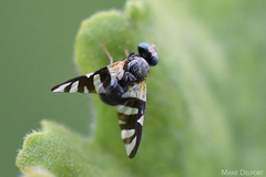 Sphaeniscus sexmaculatus