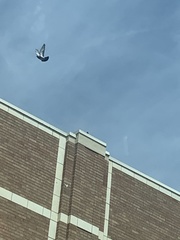Columba livia domestica