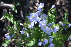 Polemonium pulcherrimum delicatum