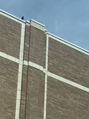 Columba livia domestica