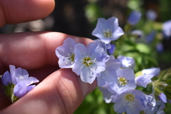 Polemonium pulcherrimum delicatum