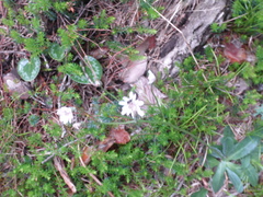 Crepis froelichiana dinarica