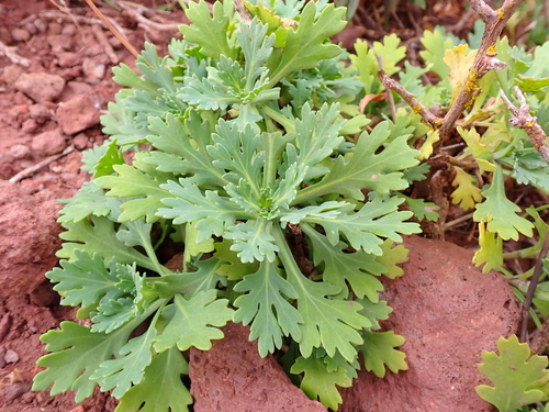 Argyranthemum coronopifolium image