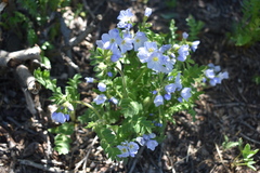 Polemonium pulcherrimum delicatum