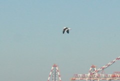 Larus dominicanus vetula