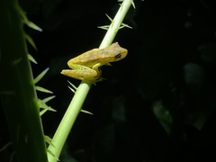 Dendropsophus minutus